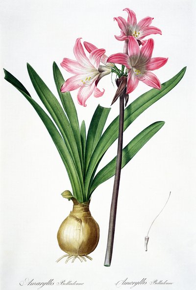 Amaryllis Belladonna, da 